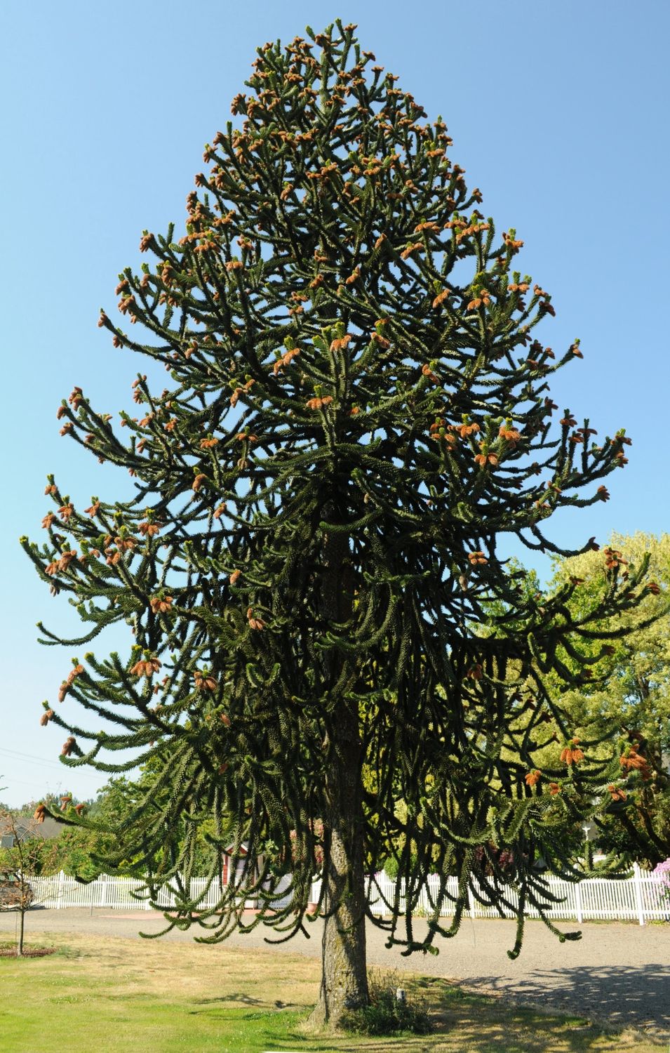 ARAUCARIA araucana / Monkey Puzzle