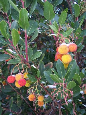 Kilarney Strawberry Tree — view 3