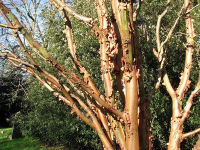 BETULA papyrifera / Paper Birch