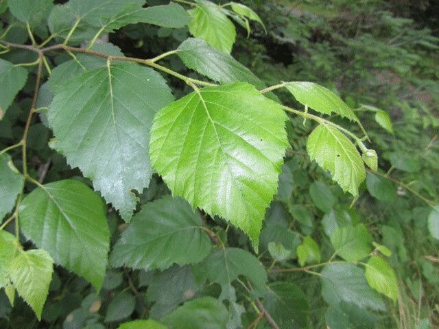 BETULA papyrifera / Paper Birch