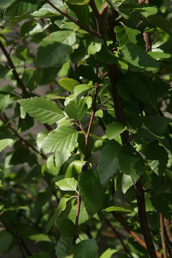 BETULA papyrifera / Paper Birch [m/s]