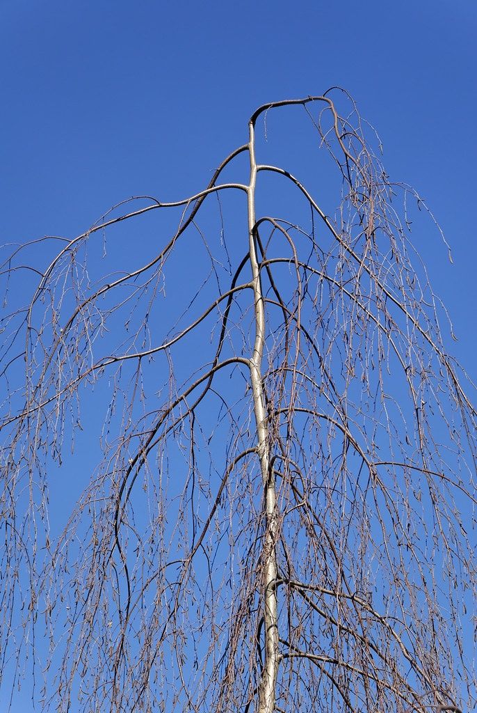 BETULA pendula ‘Tristis’ / Weeping Silver Birch