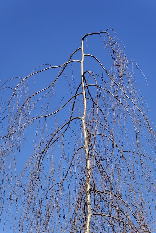 Weeping Silver Birch tree for sale UK