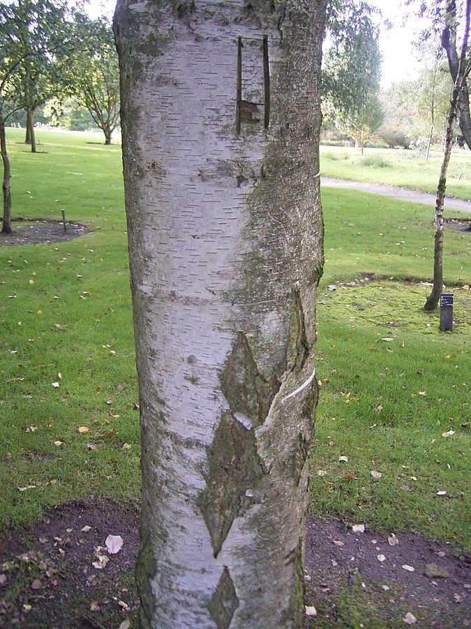 BETULA pendula &#39;Youngii&#39; / Young&#39;s Weeping Birch