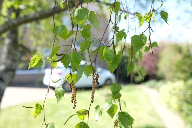 BETULA pendula / Silver Birch [m/s]