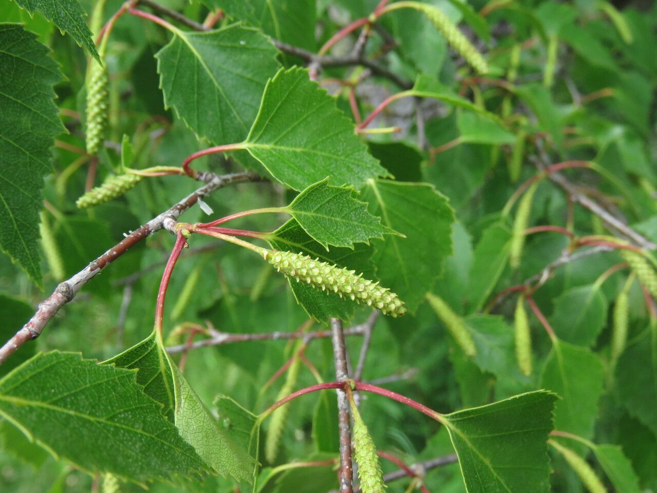 BETULA pendula / Silver Birch [m/s]