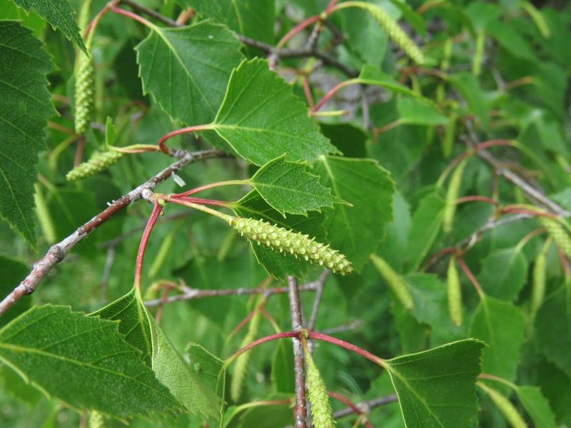 Silver Birch tree for sale UK