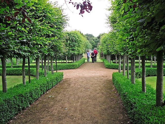 Hornbeam tree for sale UK