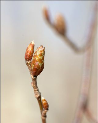 Korean Hornbeam — view 2