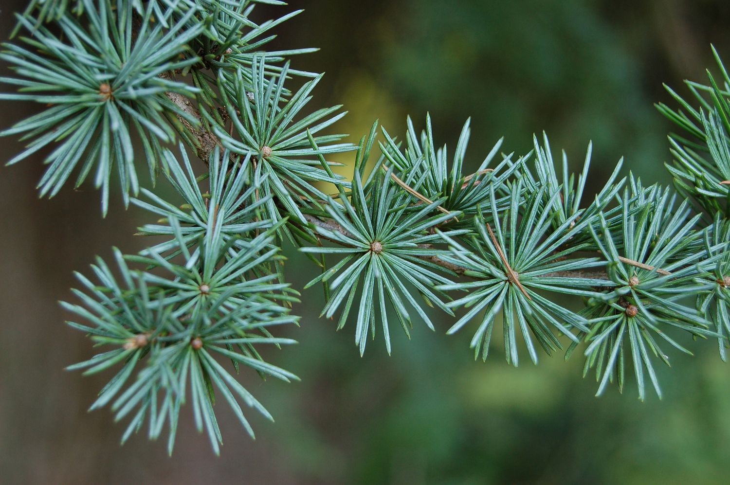CEDRUS atlantica ‘Glauca’ / Blue Atlas Cedar