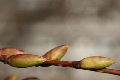 Japanese Hornbeam