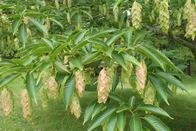 Japanese Hornbeam — view 2