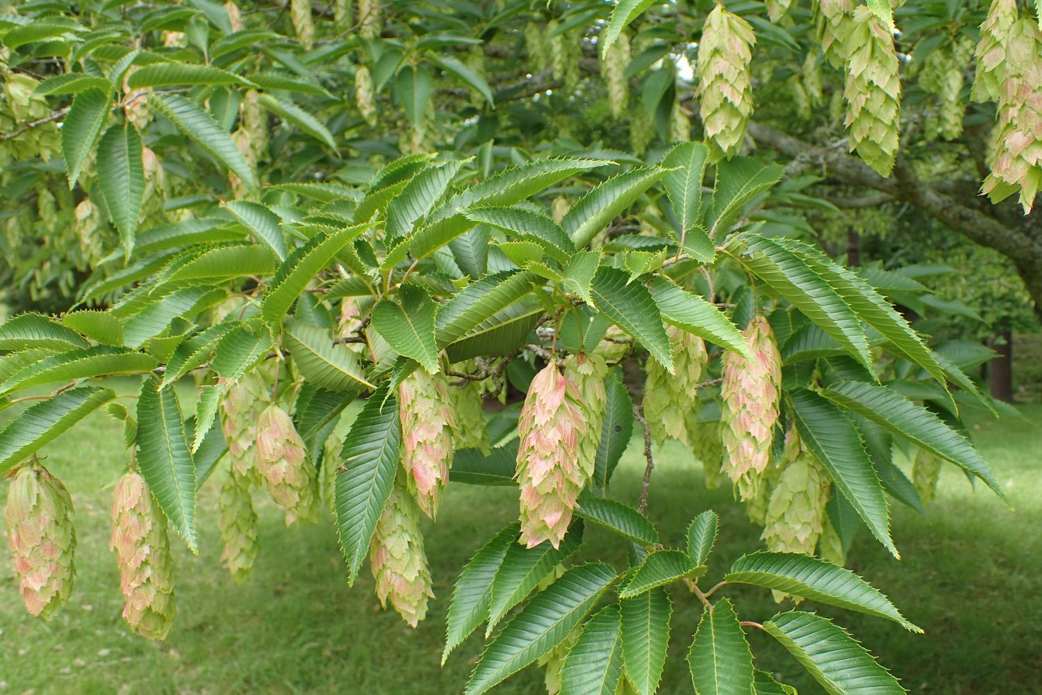 CARPINUS japonica / Japanese Hornbeam