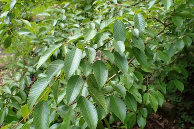 Korean Hornbeam