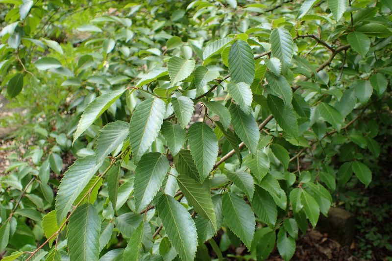 Korean Hornbeam tree for sale UK