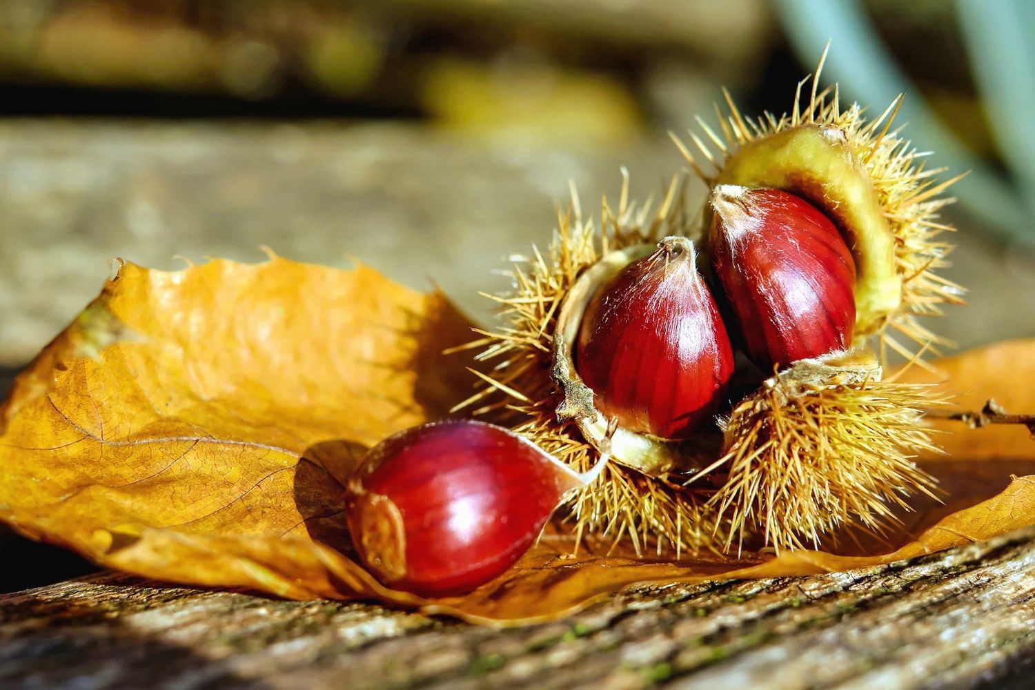 CASTANEA sativa / Sweet Chestnut