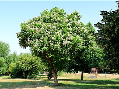 Indian Bean Tree — view 3