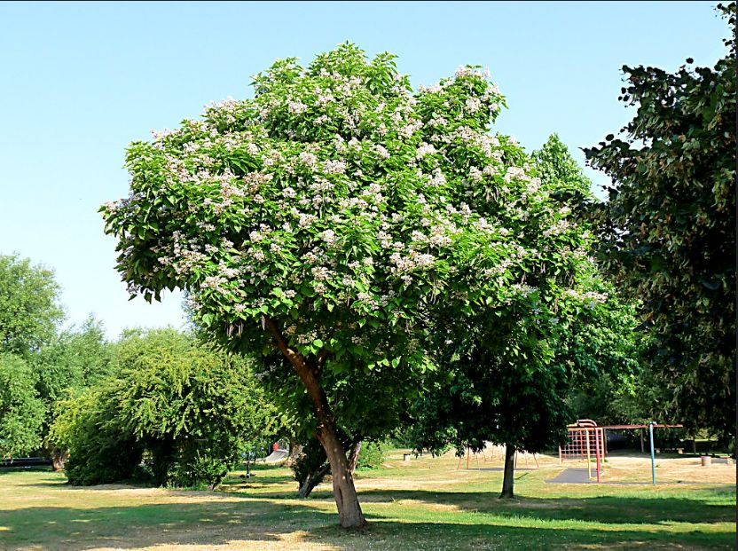 CATALPA bignonioides / Indian Bean Tree