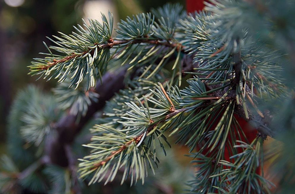 CEDRUS atlantica ‘Glauca’ / Blue Atlas Cedar