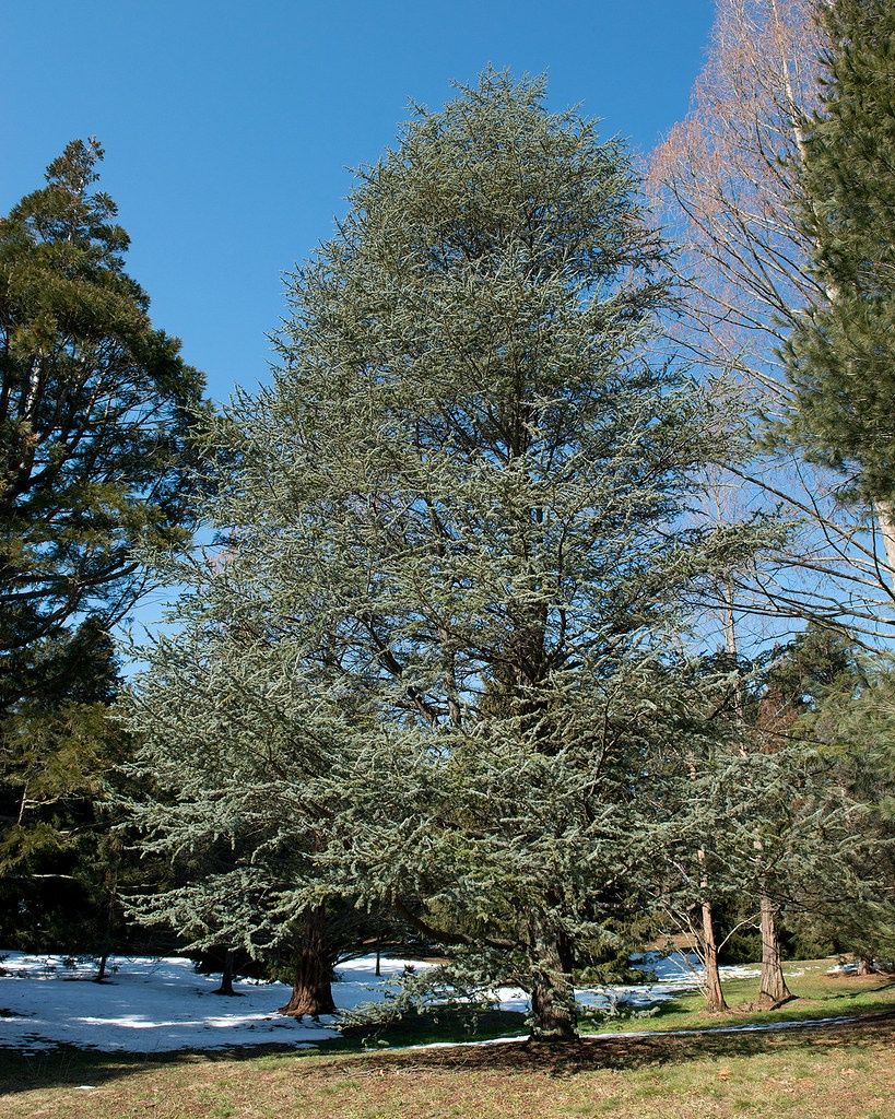 CEDRUS atlantica ‘Glauca’ / Blue Atlas Cedar