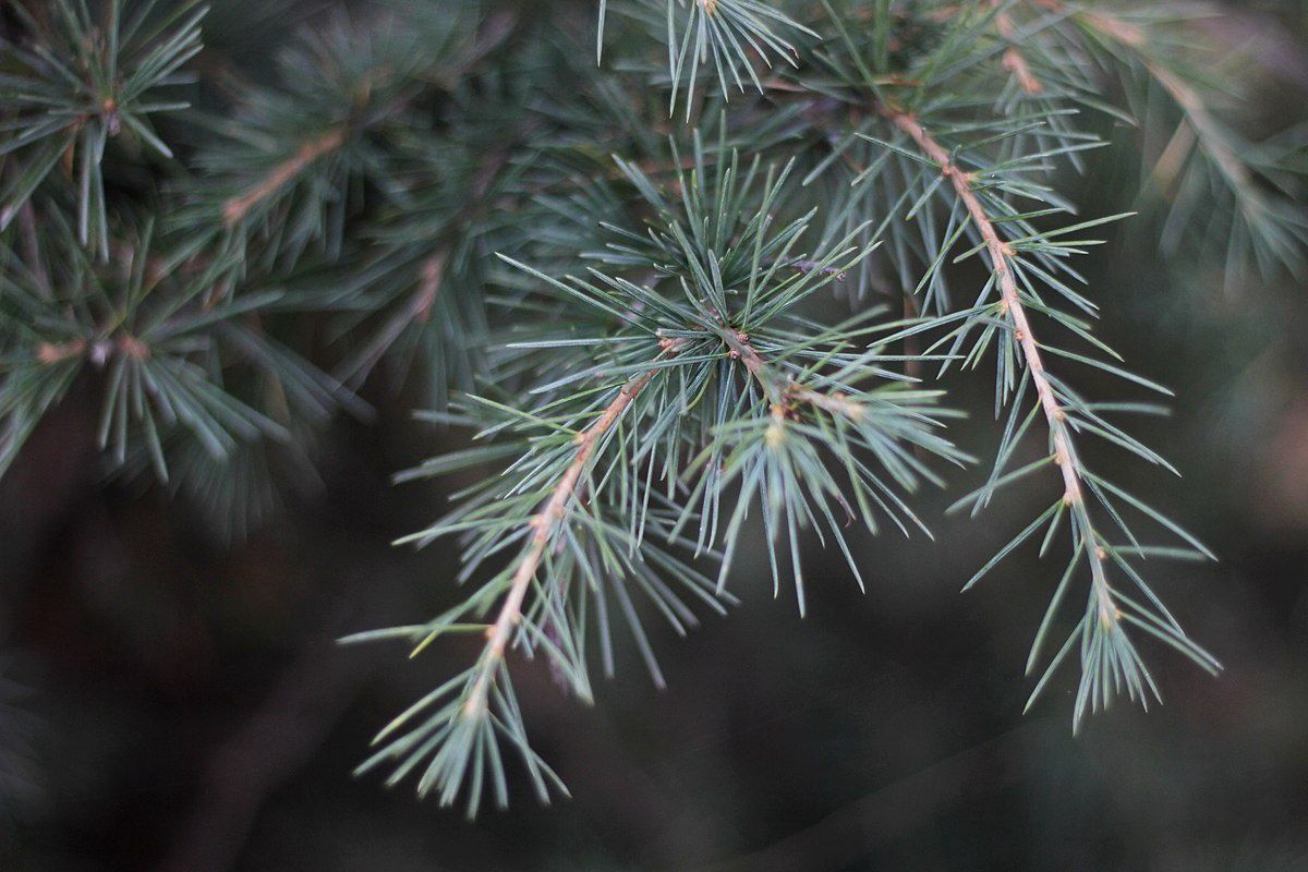 CEDRUS deodara / Deodar Cedar