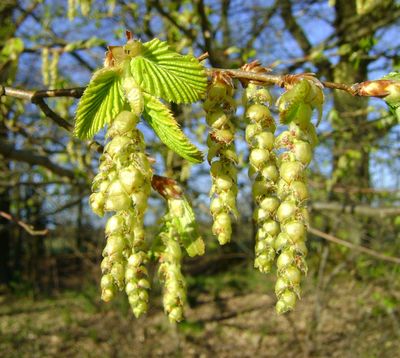 CARPINUS betulus / Common Hornbeam