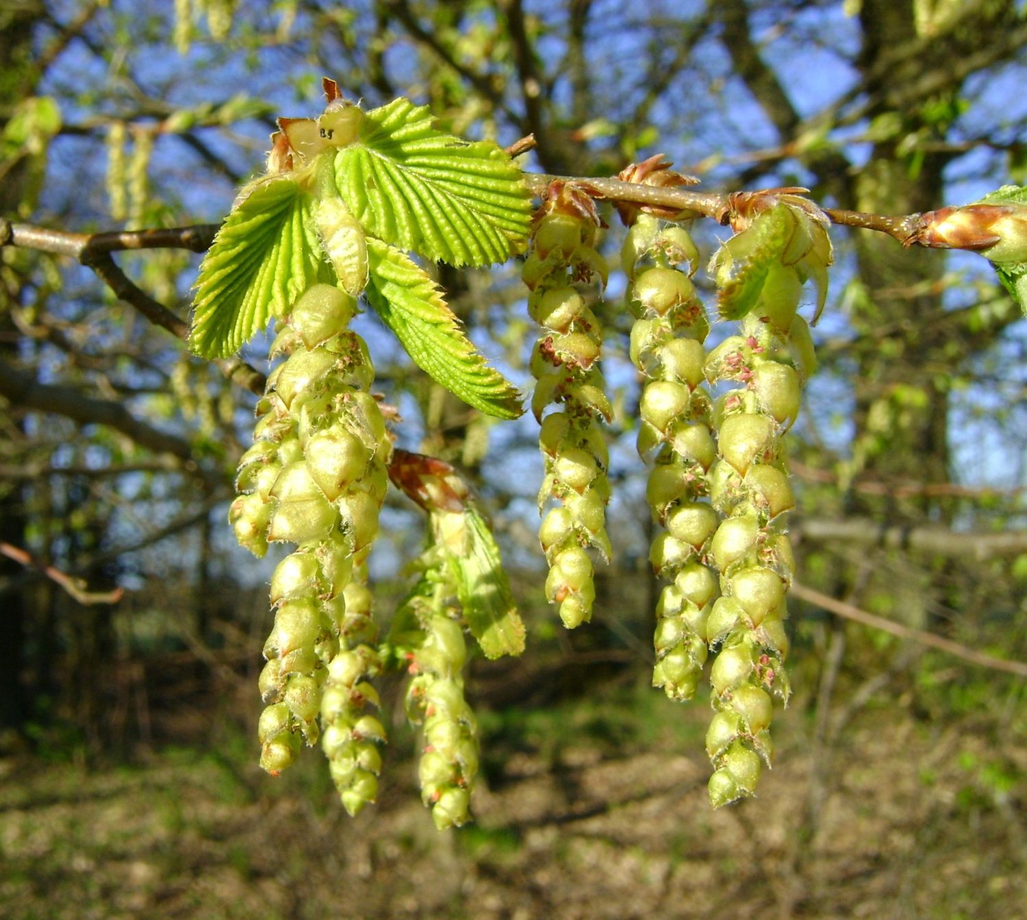 CARPINUS betulus / Common Hornbeam
