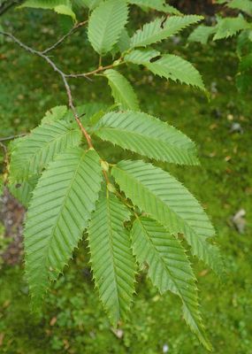 Korean Hornbeam — view 3