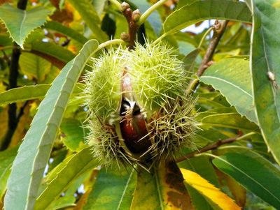Sweet Chestnut — view 3