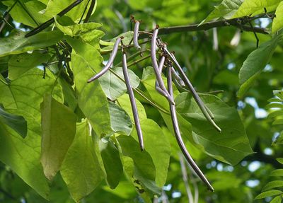 Indian Bean Tree — view 2