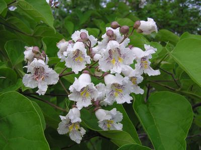 CATALPA bignonioides / Indian Bean Tree