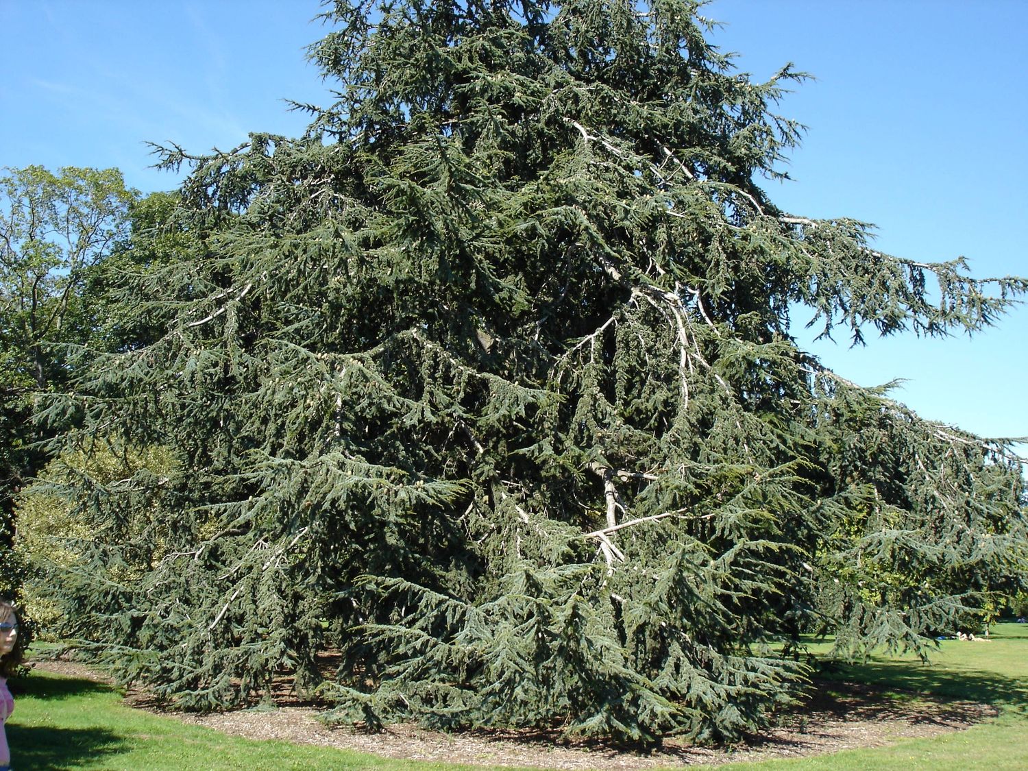CEDRUS atlantica / Atlas cedar