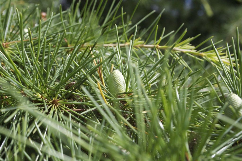CEDRUS deodara / Deodar Cedar