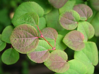 CERCIDIPHYLLUM japonicum / Katsura