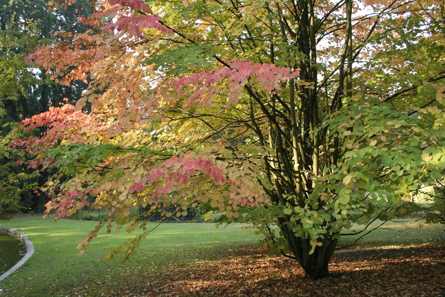 CERCIDIPHYLLUM japonicum / Katsura