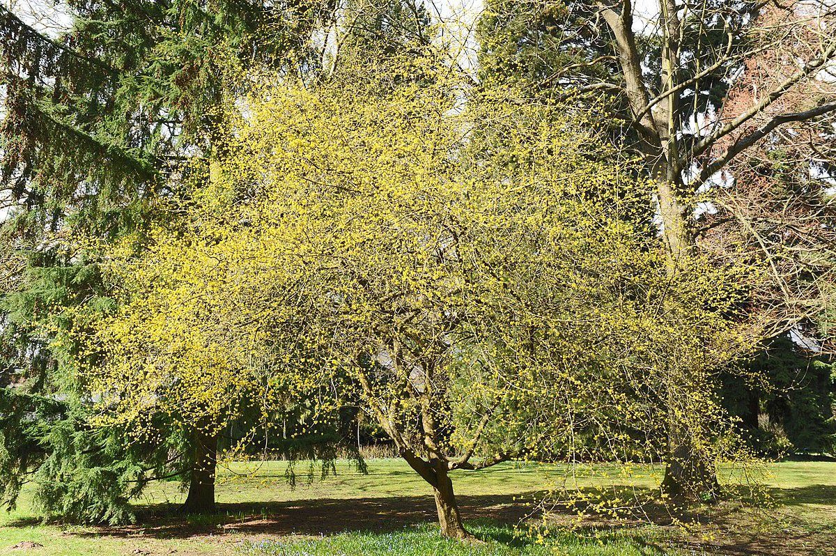 CORNUS mas / Cornealian Cherry [bush]