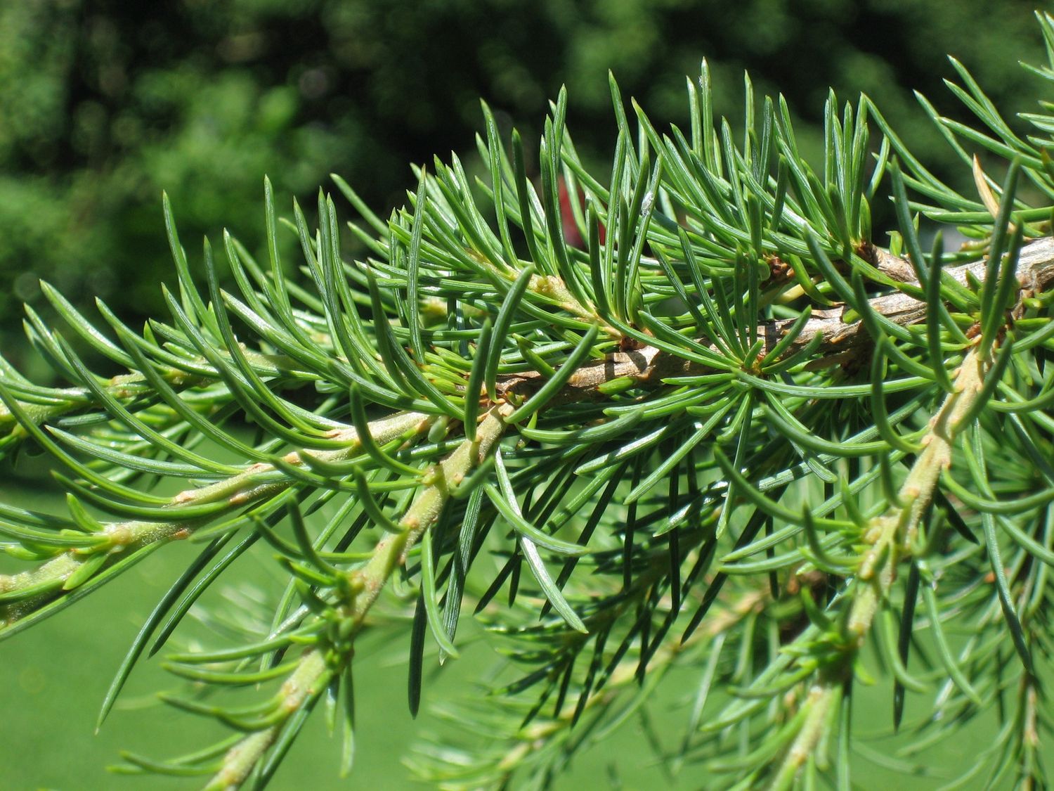 CEDRUS libani / Cedar of Lebanon