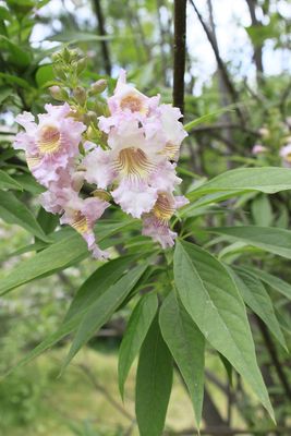 CHITALPA tashkentensis &#39;Pink Dawn&#39; / Summer Bells Desert Willow