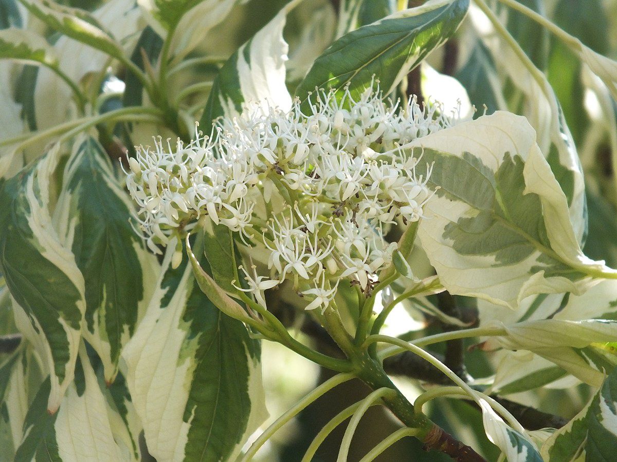 CORNUS controversa &#39;Variegata&#39; / Wedding Cake Tree