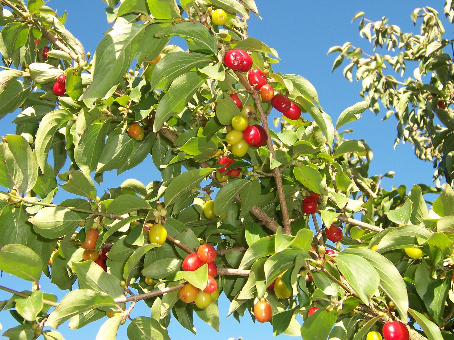 CORNUS mas / Cornealian Cherry [bush]