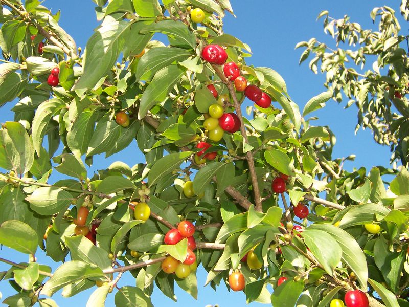 Cornealian Cherry tree for sale UK