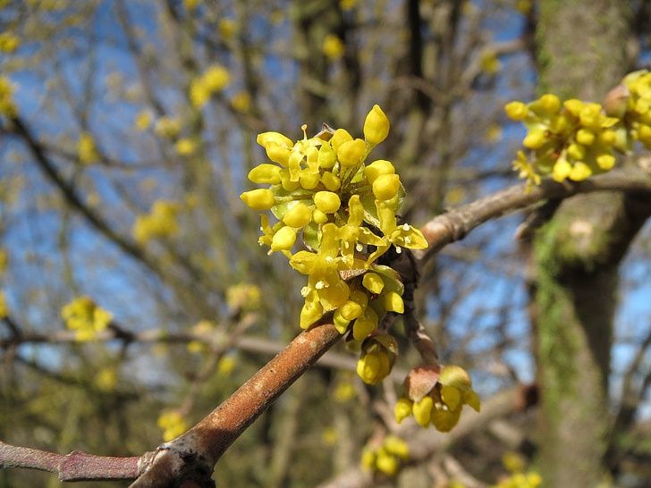 CORNUS mas / Cornealian Cherry [bush]