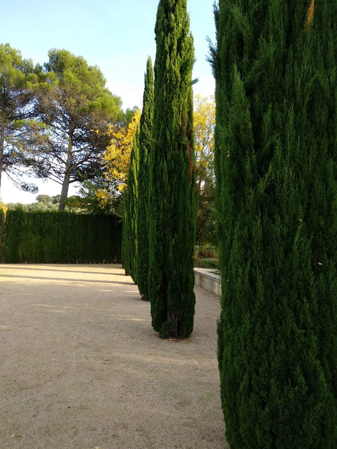 CUPRESSUS sempervirens &#39;Totem&#39; / Italian Cypress