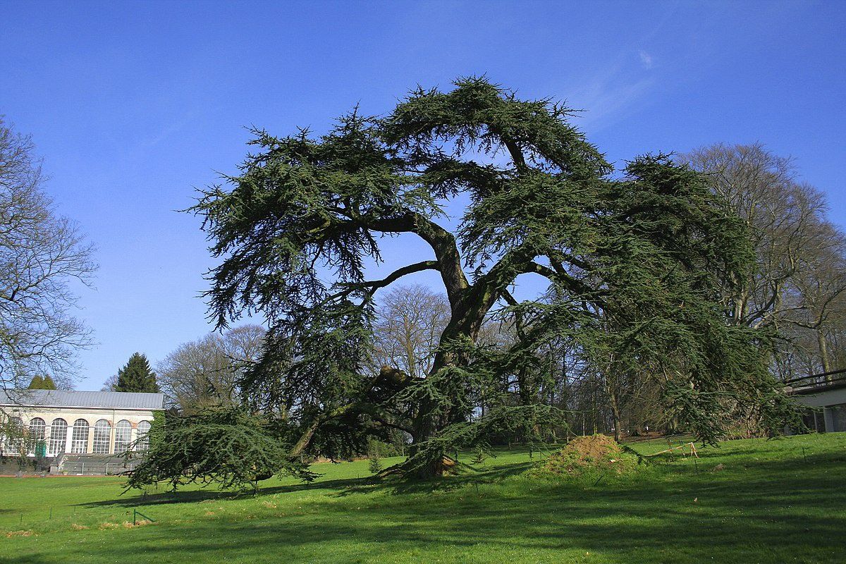 CEDRUS libani / Cedar of Lebanon