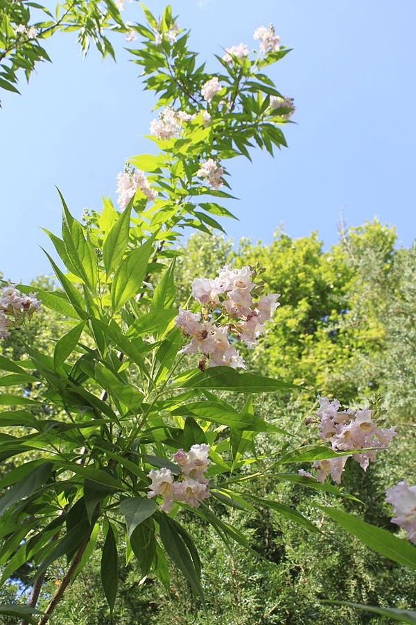 CHITALPA tashkentensis &#39;Pink Dawn&#39; / Summer Bells Desert Willow