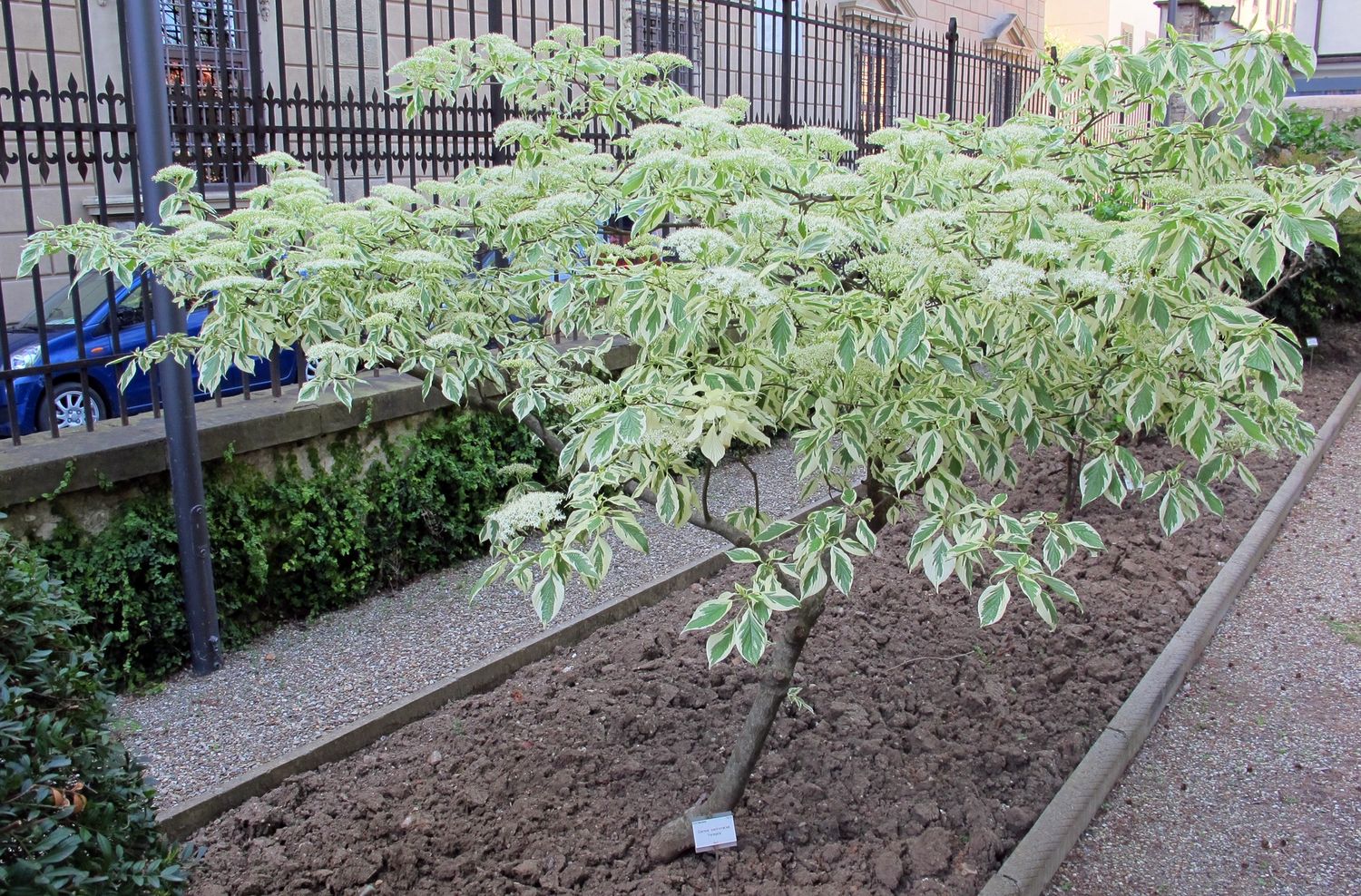 CORNUS controversa &#39;Variegata&#39; / Wedding Cake Tree