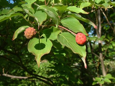 Chinese Dogwood