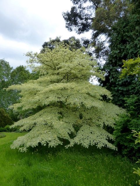 CORNUS controversa &#39;Variegata&#39; / Wedding Cake Tree