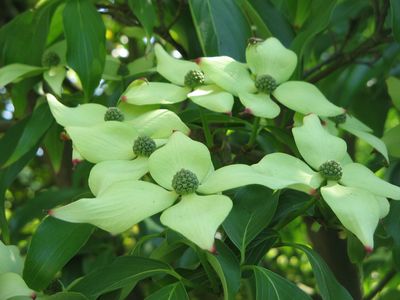 Chinese Dogwood — view 2