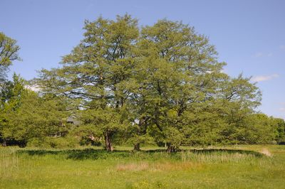 Fern Leaved Beech — view 3
